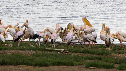 pelicans on the lake