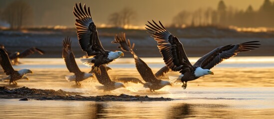 Bald eagles soaring above oyster beds, while fishing.