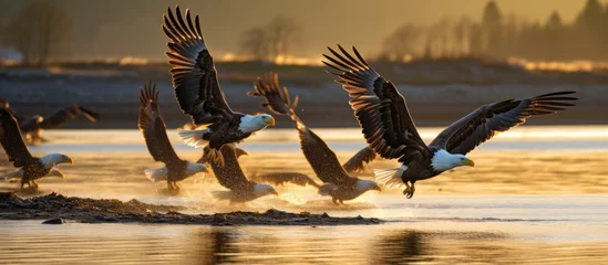 Poster Bald eagles soaring above oyster beds, while fishing. © AkuAku