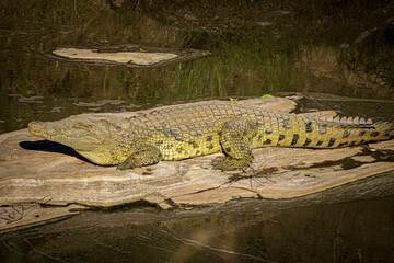 crocodile in the water