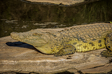 crocodile in the water