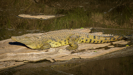 crocodile in the water