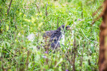 bird in the grass