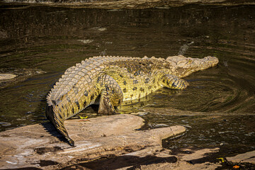 crocodile in the water