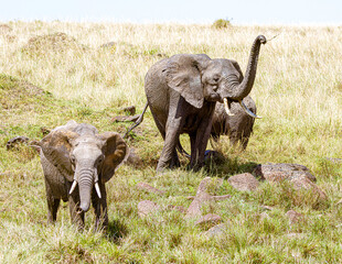 Fototapeta premium elephant in the savannah