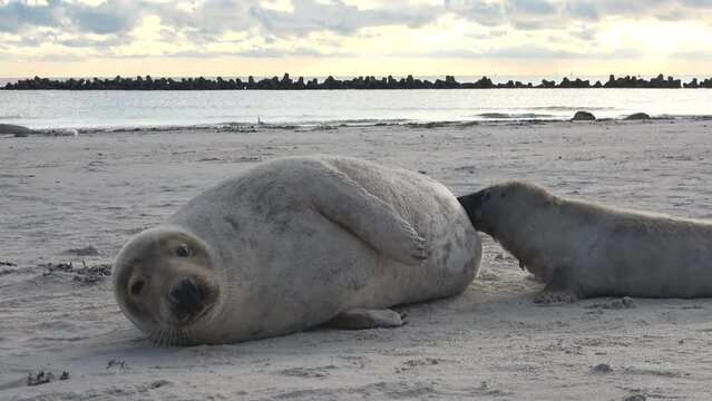 Babyrobbe s&auml;ugt an den Zitzen der Mutter, Nahrungsaufnahme, Halichoerus grypus