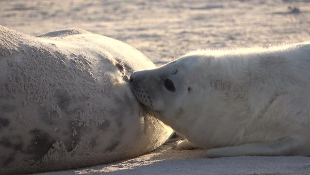Nahaufnahme von Babyrobbe die an den Zitzen der Mutter s&auml;ugt, Nahrungsaufnahme, Halichoerus grypus