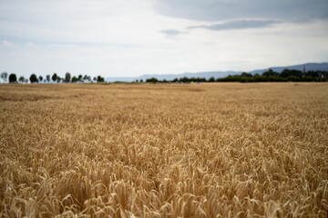 close up of a barley and wheat crop seed heads blowing in the wind in summer in australia on a farm