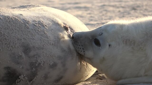 Nahaufnahme von Babyrobbe die an den Zitzen der Mutter s&auml;ugt, Nahrungsaufnahme, Halichoerus grypus