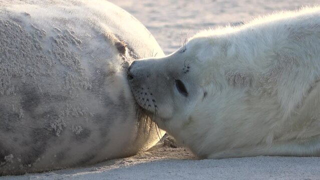 Nahaufnahme von Babyrobbe die an den Zitzen der Mutter s&auml;ugt, Nahrungsaufnahme, Halichoerus grypus