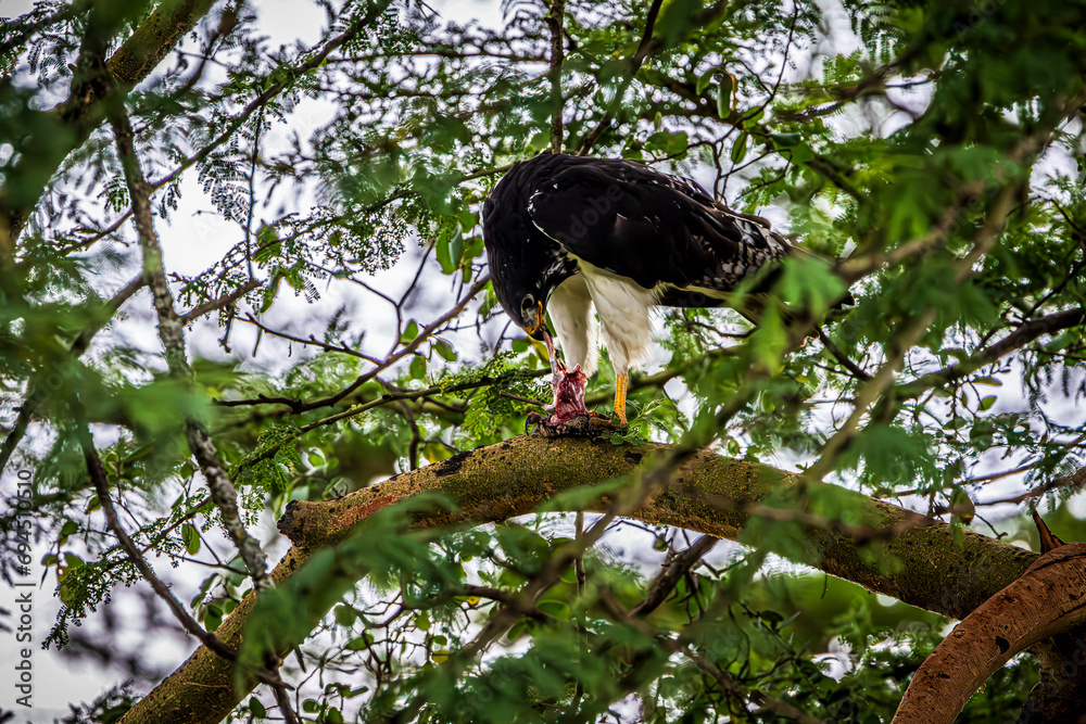 Wall mural eagle feeding