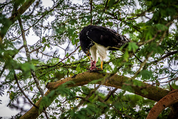eagle feeding