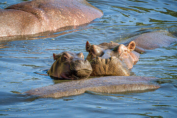 hippopotamus in water