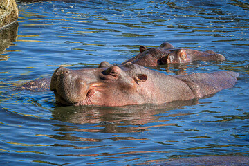 Fototapeta premium hippopotamus in water