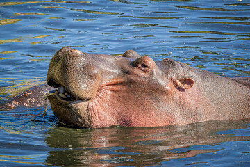 hippopotamus in water