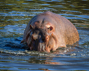 Fototapeta premium hippopotamus in water