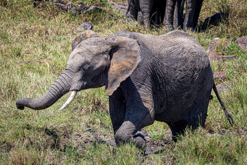 elephant in the savannah