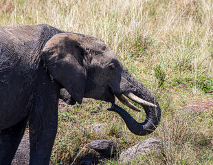 elephant in the savannah