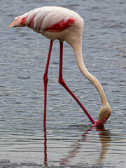pink flamingo in the water