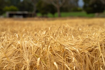 regenerative agriculture farm. growing wheat and barley crop Sustainable agriculture in Australia cropping ranch