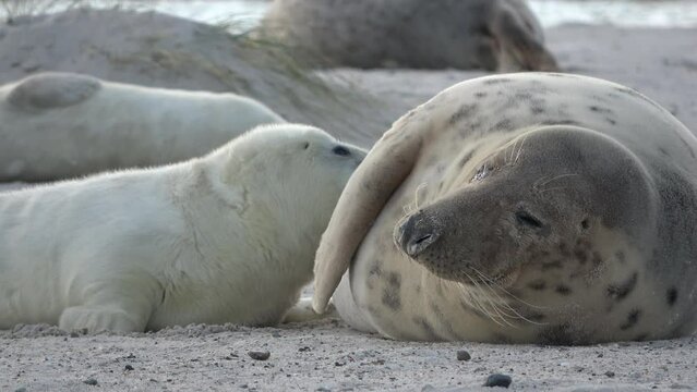 Babyrobbe s&auml;ugt an den Zitzen der Mutter, Nahrungsaufnahme, Halichoerus grypus
