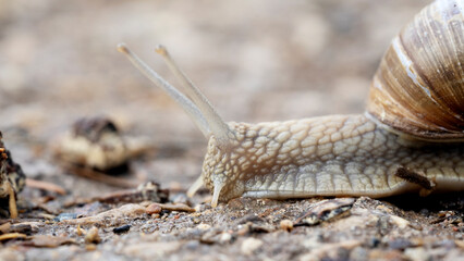 A slug on the road in the forest