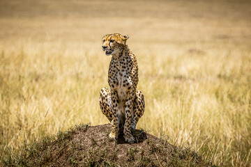 cheetah in the savannah