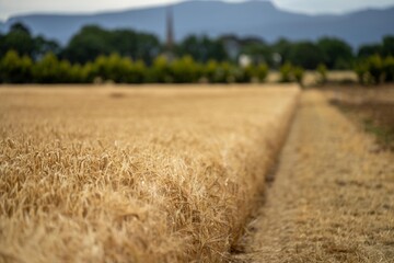 close up of a barley and wheat crop seed heads blowing in the wind in summer in australia on a farm