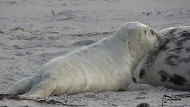Babyrobbe s&auml;ugt an den Zitzen der Mutter, Nahrungsaufnahme, Halichoerus grypus