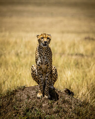 cheetah in the savannah