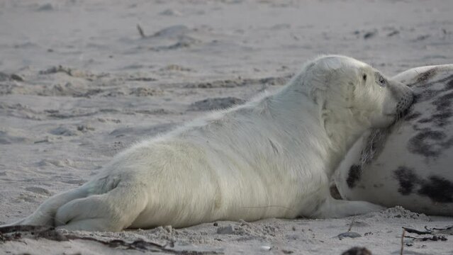 Babyrobbe s&auml;ugt an den Zitzen der Mutter, Nahrungsaufnahme, Halichoerus grypus