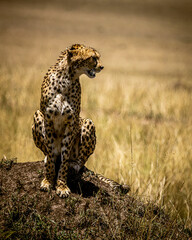 cheetah in the savannah