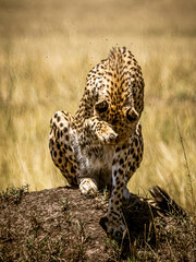 cheetah in the savannah