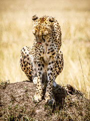 cheetah in the savannah