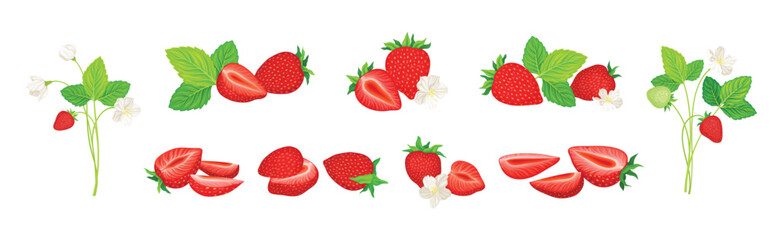 Fresh Red Strawberry Plant as Sweet Garden Crop Vector Set