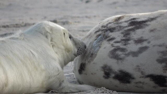 Nahaufnahme von Babyrobbe die an den Zitzen der Mutter s&auml;ugt, Nahrungsaufnahme, Halichoerus grypus