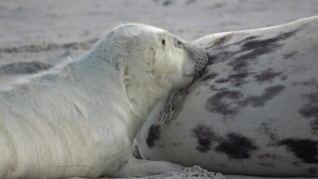 Nahaufnahme von Babyrobbe die an den Zitzen der Mutter s&auml;ugt, Nahrungsaufnahme, Halichoerus grypus