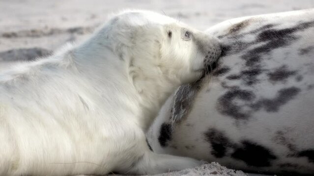 Nahaufnahme von Babyrobbe die an den Zitzen der Mutter s&auml;ugt, Nahrungsaufnahme, Halichoerus grypus