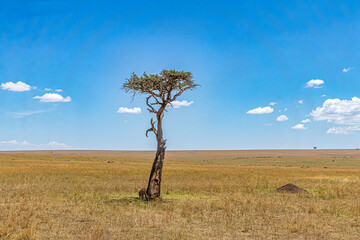 tree in the field