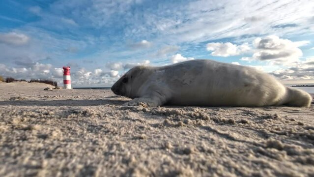 Jungrobbe am Sandstrand mit Leuchtturm, Helgoland, Halichoerus grypus