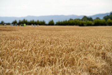 beautiful farming landscape of wheat fields and crops growing in australia