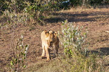 lion and cubs
