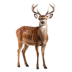 Deer isolated isolated on white or transparent background