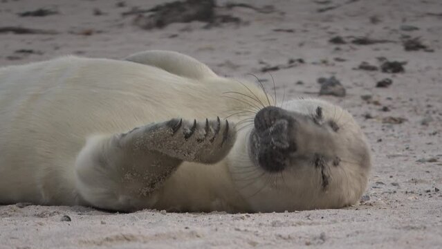 Niedliche Babyrobbe erprobt Vorderflosse am Kopf, Kegelrobbe, Halichoerus grypus