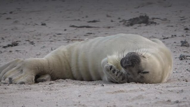 Niedliche Babyrobbe erprobt Vorderflosse am Kopf, Kegelrobbe, Halichoerus grypus