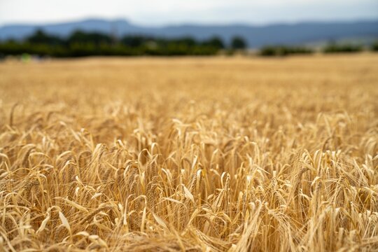 regenerative agriculture farm. growing wheat and barley crop Sustainable agriculture in Australia cropping ranch
