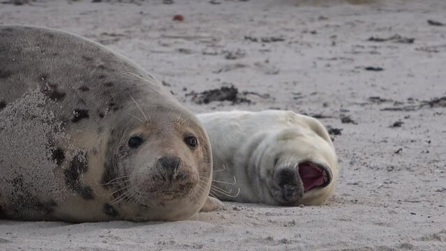 Niedliche Babyrobbe erprobt Vorderflosse am Kopf, Kegelrobbe, Halichoerus grypus
