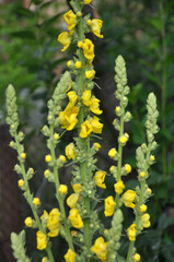 It blooms in the wild mullein (Verbascum)