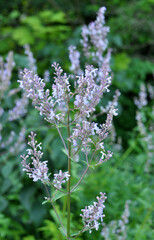 Catnip (Nepeta) grows in nature