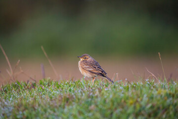 robin on the grass